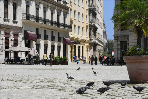 鸽子在古巴哈瓦那旧城一处广场觅食。新华社资料