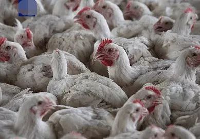 欧洲多国报告出现禽流感疫情