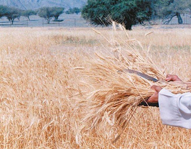 受俄乌冲突影响，中东地区小麦买家面临供应短缺